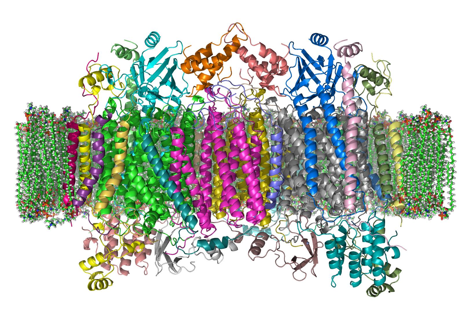 Cytochrome_C_Oxidase_1OCC_in_Membrane_2